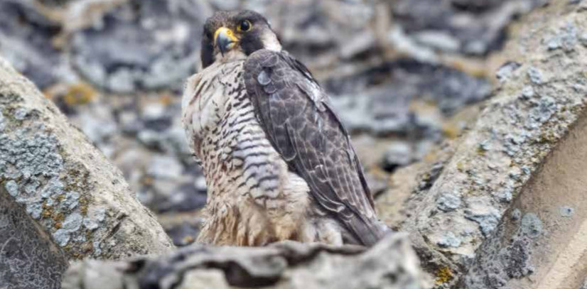 Faucon pèlerin (Falco peregrinus) © David Tipling